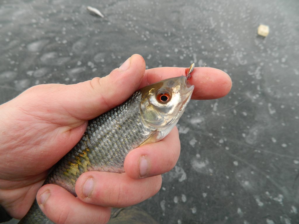 Ловим плотву со льда. Прикормки и прикармливание. Тонкости и нюансы 00007.JPG